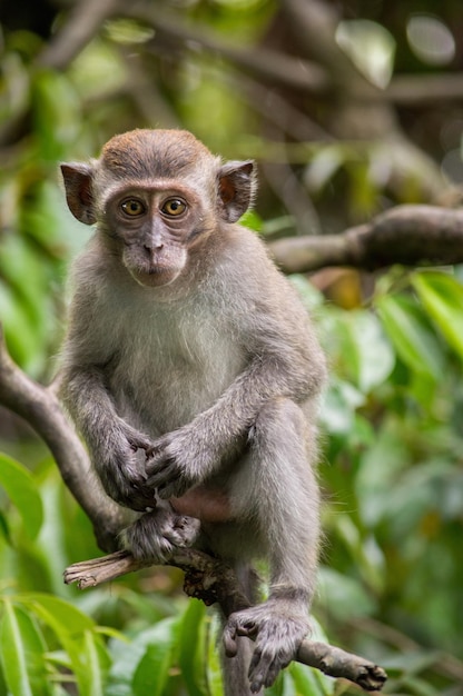 portrait of monkey sitting on tree