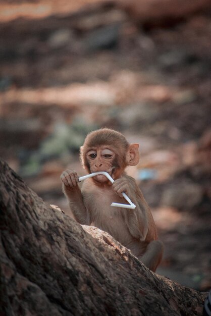 Photo portrait of monkey sitting on tree