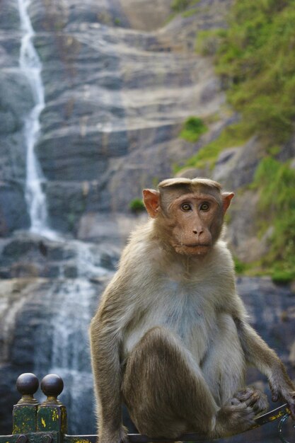 Foto ritratto di una scimmia seduta sull'acqua.