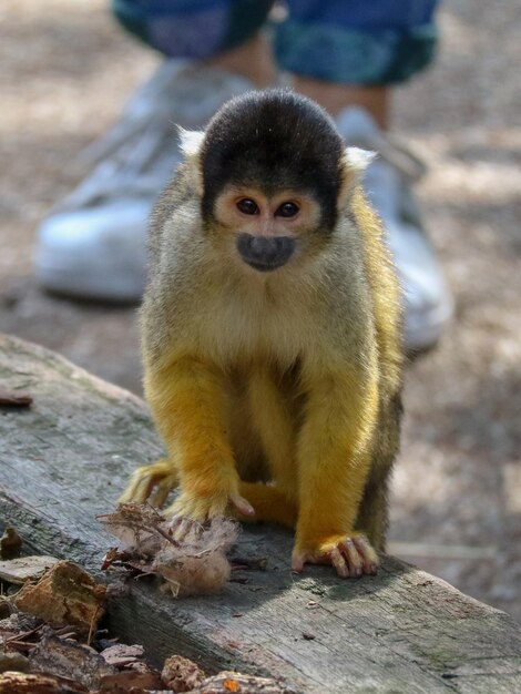 Photo portrait of monkey sitting on wood