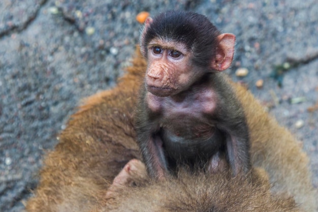 Photo portrait of monkey sitting in zoo