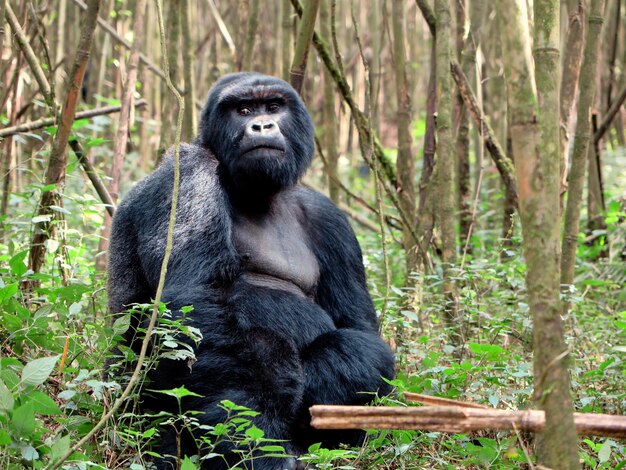 Portrait of monkey sitting