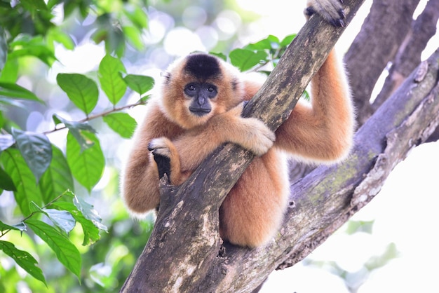 portrait of monkey on tree