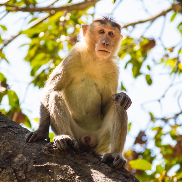 Portrait of monkey on tree