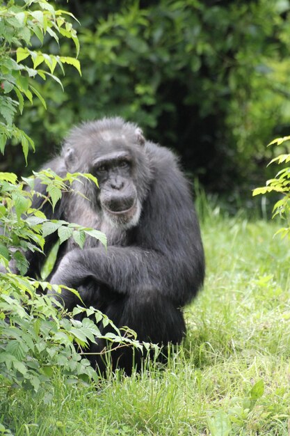 Photo portrait of monkey on tree