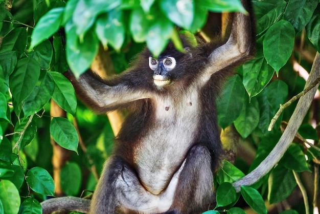 Portrait of monkey on tree