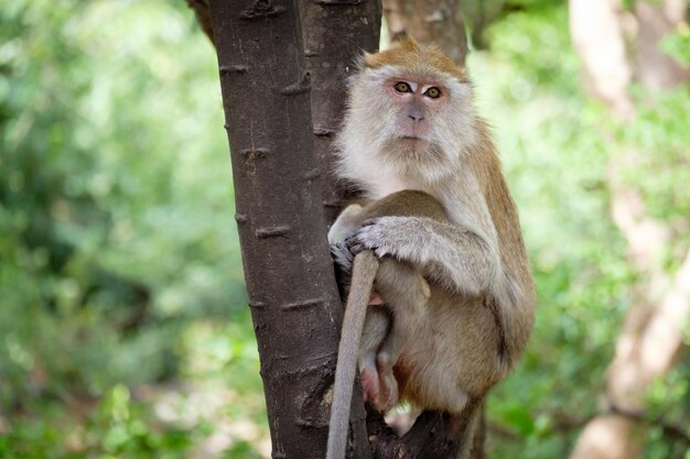 Portrait of monkey on tree