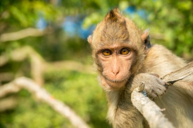 Портрет обезьяны в дикой природе