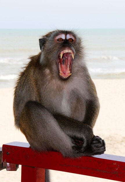 Photo portrait of monkey yawning