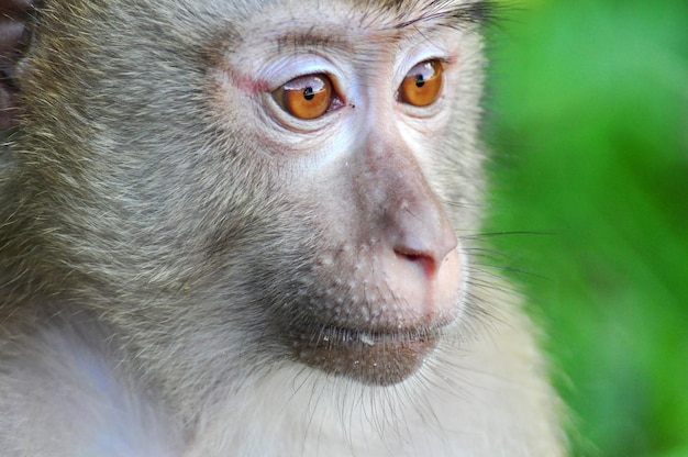 Photo portrait of a monkey