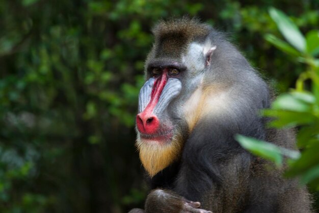 Photo portrait of a monkey