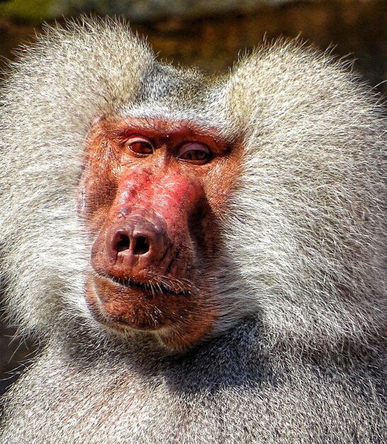 Photo portrait of monkey