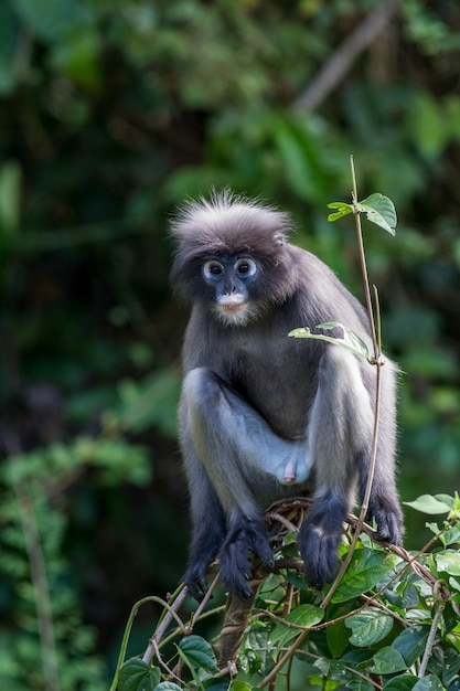 Photo portrait of a monkey