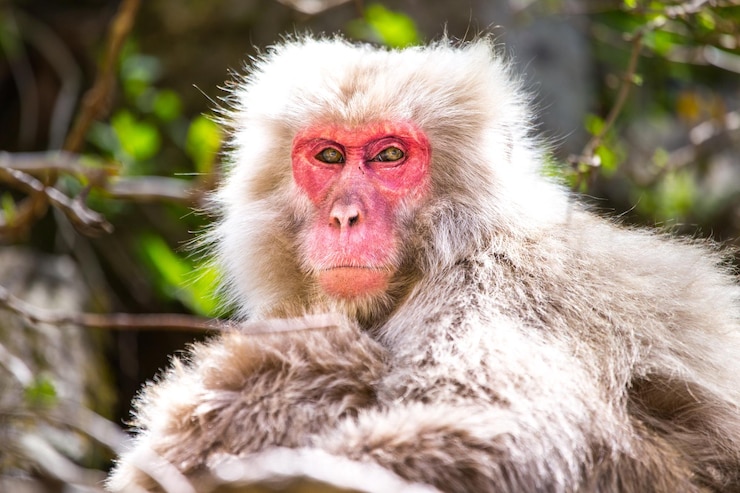 Photo portrait of monkey
