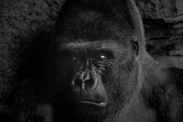 Photo portrait of monkey