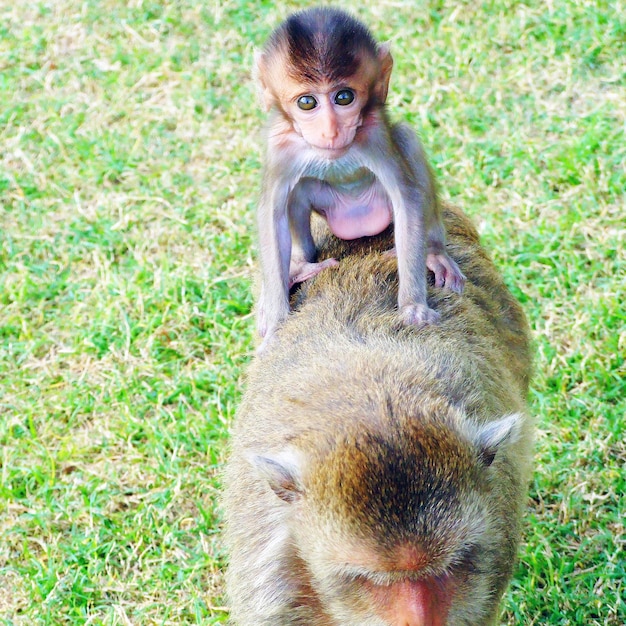 Photo portrait of a monkey