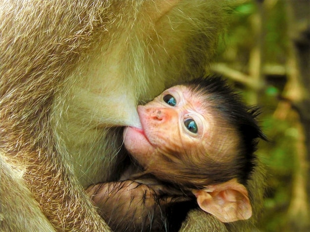 Photo portrait of a monkey