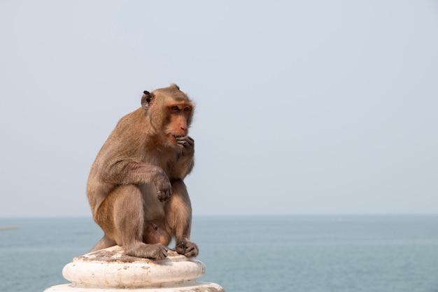 Photo portrait of a monkey