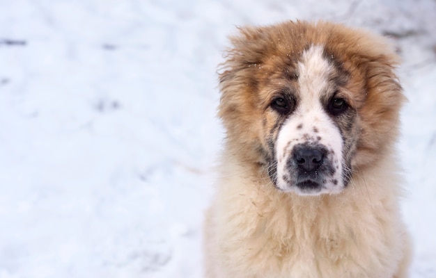 Foto cucciolo di ritratto di mesi