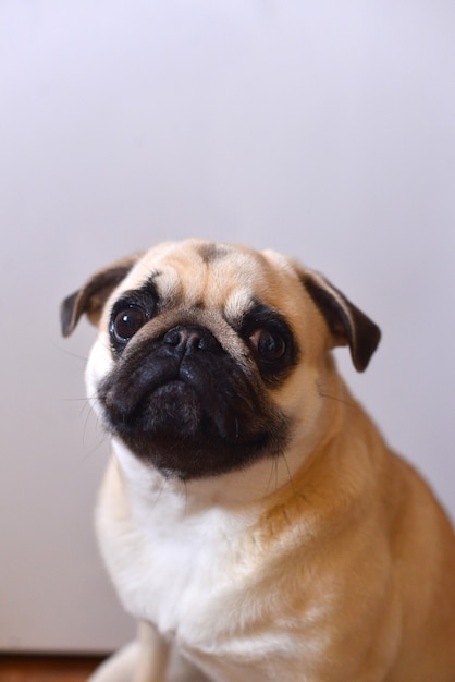 Portrait of mops dog on a white surface