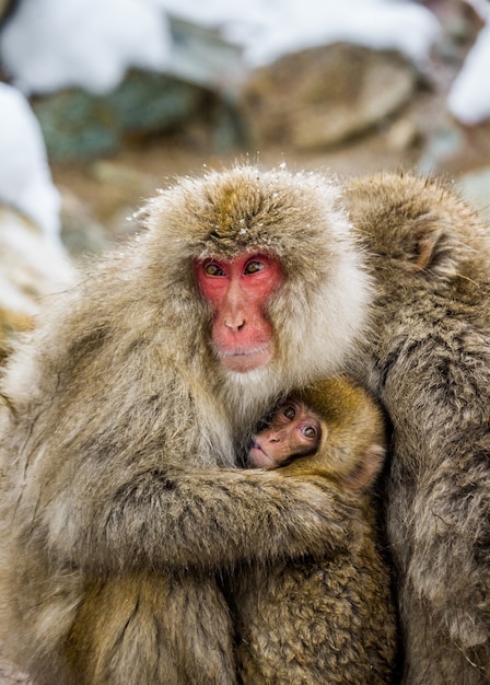 Portrait of a mother with a baby Japanese macaque. Close-up. Japan. Nagano. Jigokudani Monkey Park.