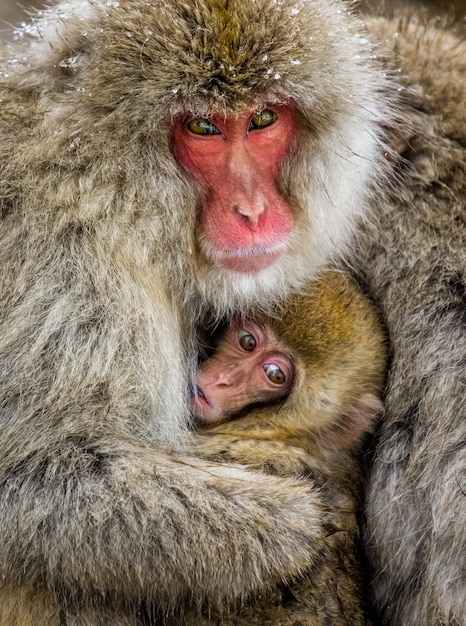 Portrait of a mother with a baby Japanese macaque