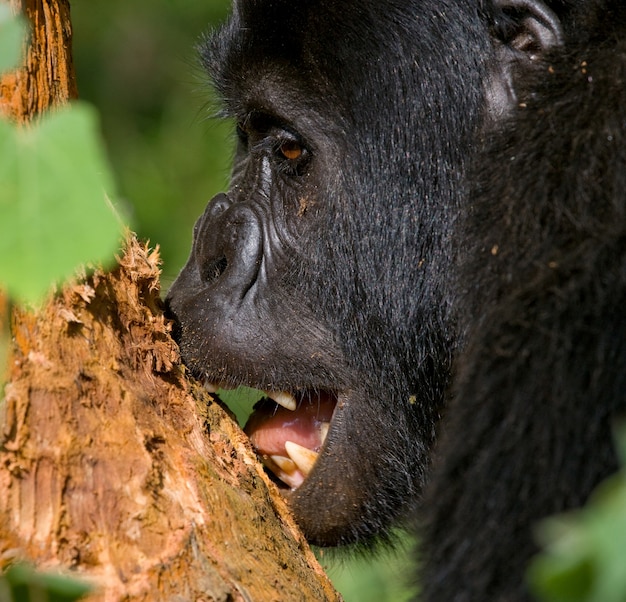 Портрет горной гориллы. Уганда. Национальный парк Непроходимый лес Бвинди.