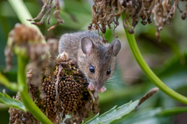 Photo portrait of mouse