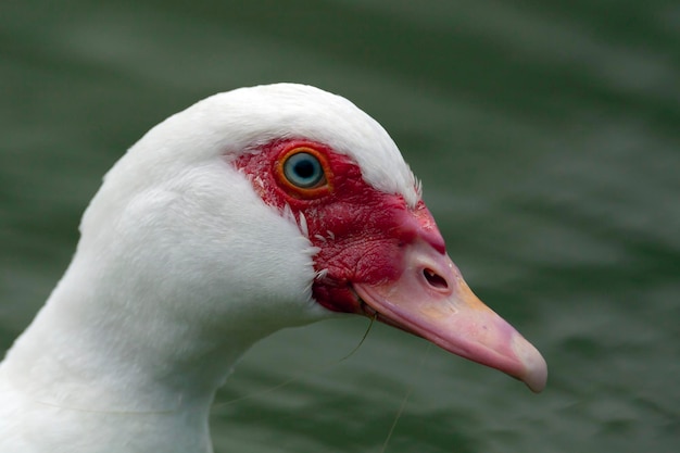 Portrait of a muscovy duck standing in a meadow at a little pond...
