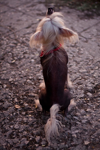 Foto ritratto di un cane crestato cinese nudo