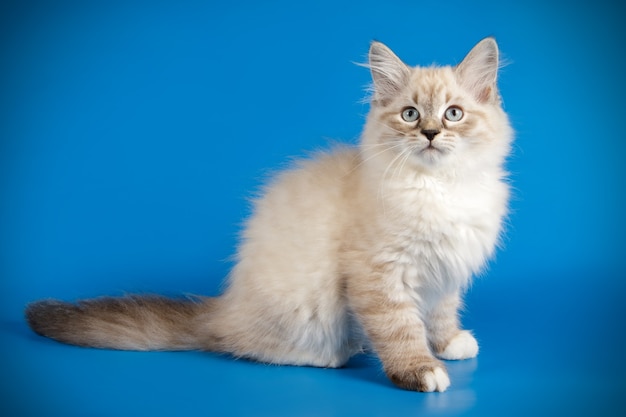 Portrait of the neva masquerade cat on a colored wall