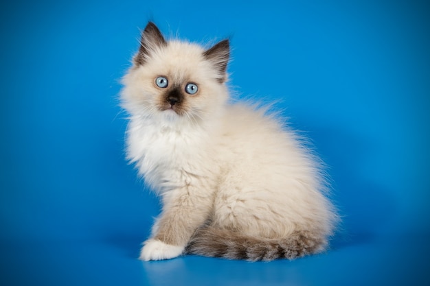 Portrait of the neva masquerade cat on a colored wall