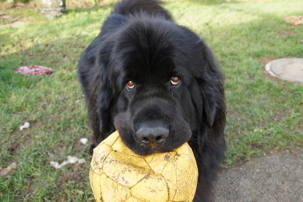 Photo portrait of newfoundland carrying soccer ball on field