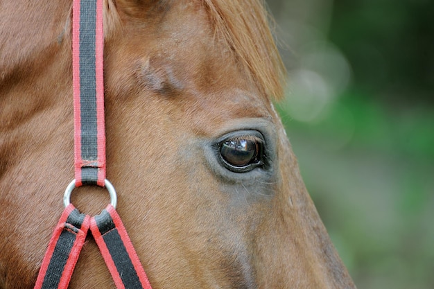 Portrait of nice arabian horse