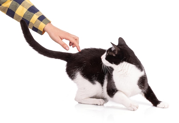 Portrait of a nice black and white cat on a white background