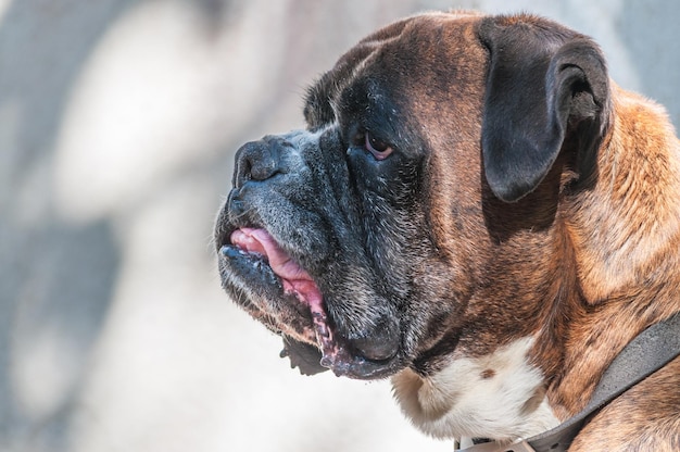 Portrait of nice german boxer dog