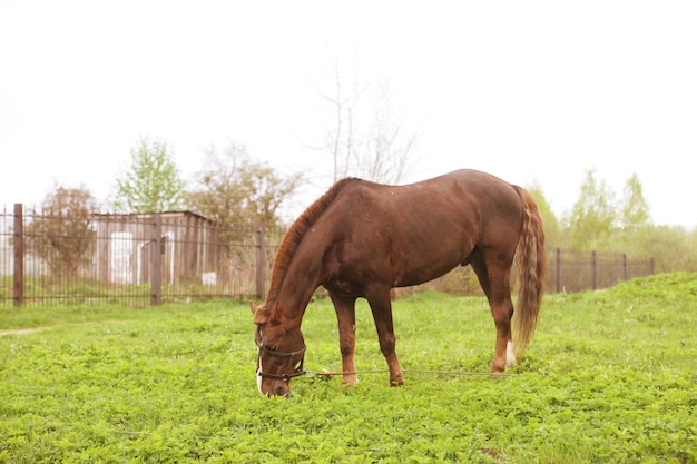 Portrait of nice horse, outdoor