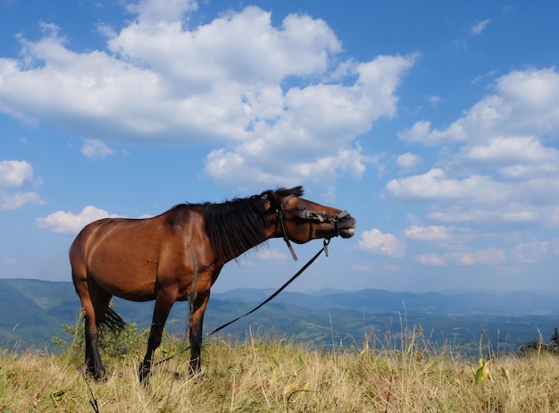 Portrait of nice horse outdoor