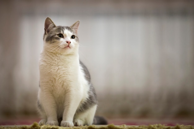 Ritratto del gatto bianco e grigio piacevole con gli occhi verdi che si siedono all'aperto che guardano diritto verso l'alto sul soleggiato leggero vago.