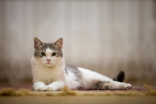 Portrait of nice white and gray domestic cat with big round green eyes laying relaxed outdoors