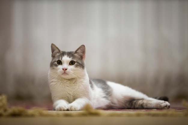 Portrait of nice white and gray domestic cat