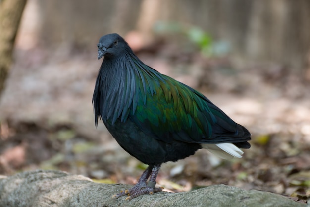 Portrait of nicobar pigeon