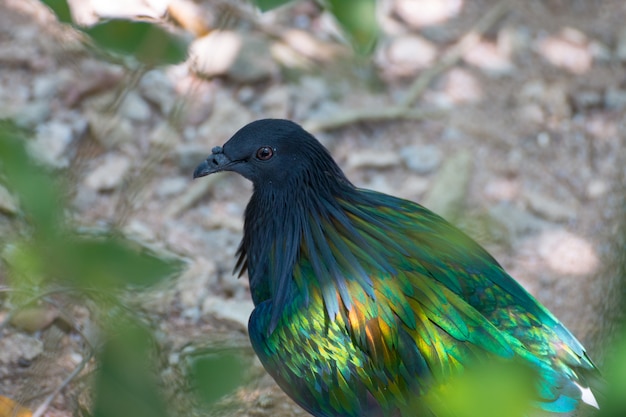 Portrait of nicobar pigeon