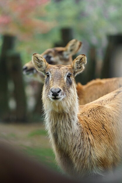 Photo portrait of nile lechwe in zoo