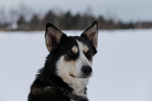 Foto ritratto del cane da slitta del nord alaskan husky in inverno