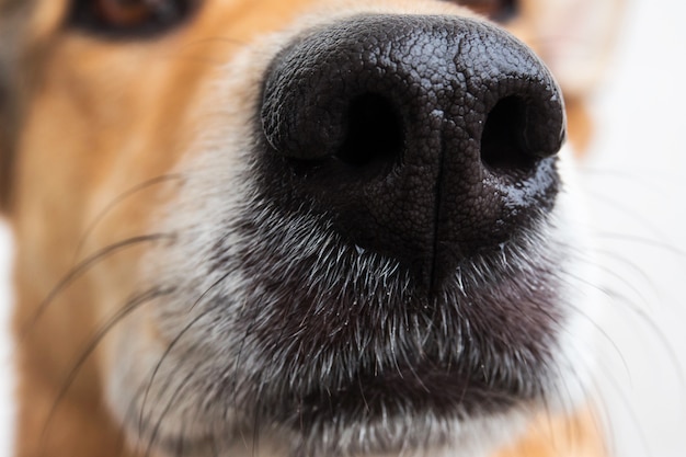 Portrait of the nose of a mixed breed dog