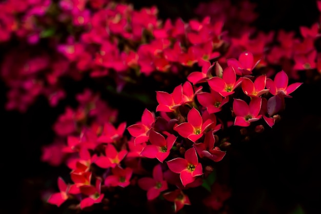 Portrait of ocor bebek or kalandiva flowers or Kalanchoe