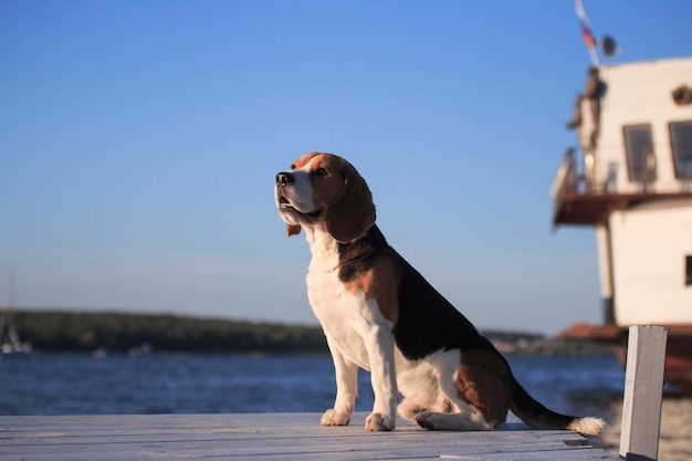 写真 桟橋に座っているビーグル犬の肖像画