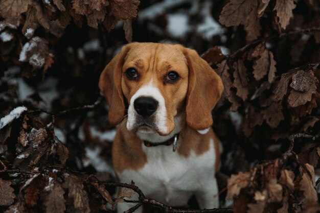 写真 ビーグル犬の肖像画