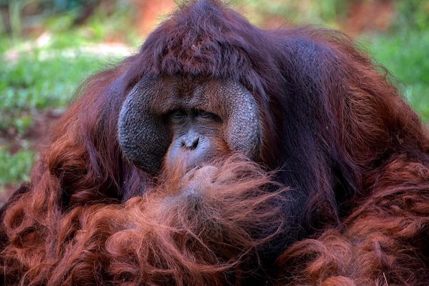 写真 大きな男性のオランウータンの肖像画